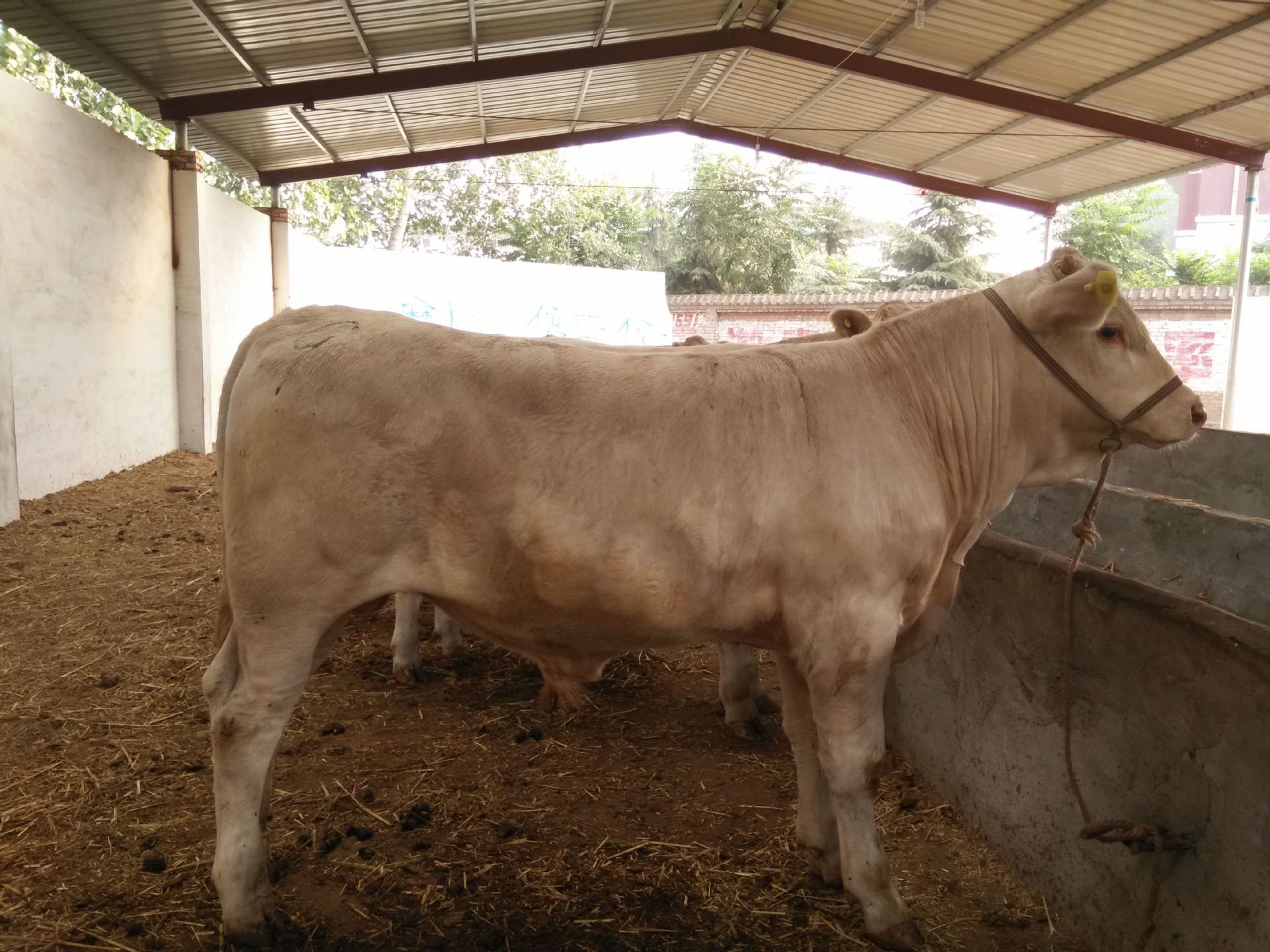 3、夏洛萊肉牛育肥預(yù)混料：肉牛預(yù)混料中還應(yīng)添加哪些其他成分才能喂給肉牛？ 
