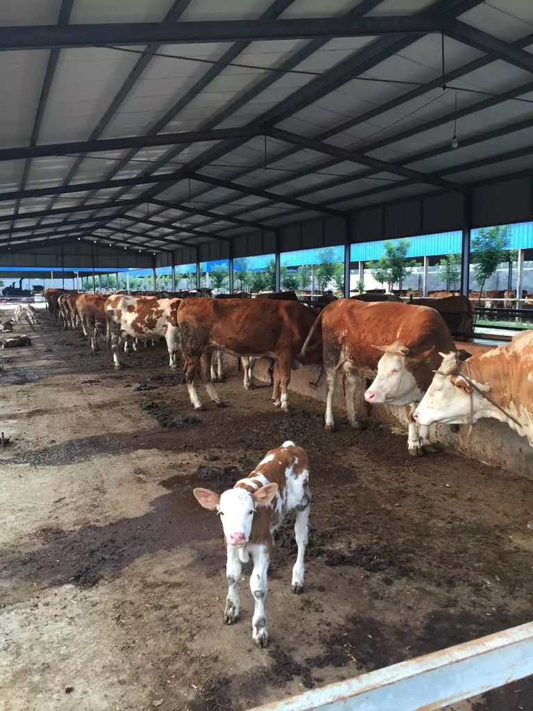 3、利木贊肉牛專用預混料：斤育肥牛飼料配方