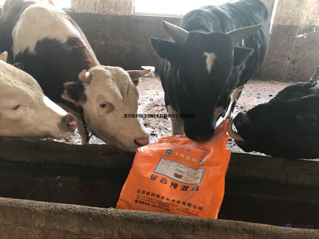 1、肉牛飼料配方
