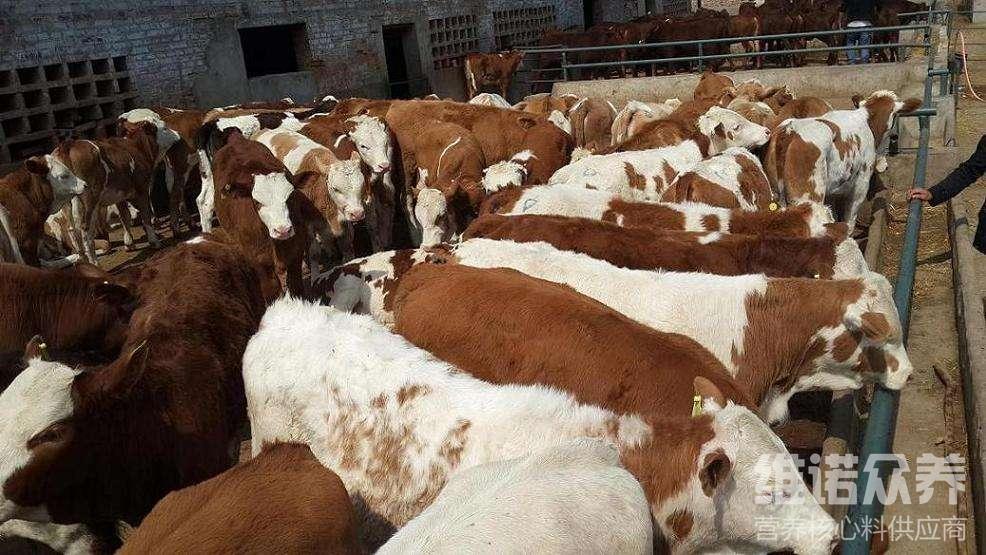1、肉牛經(jīng)常喂粗飼料。肉牛吃什么粗飼料比較好？ 