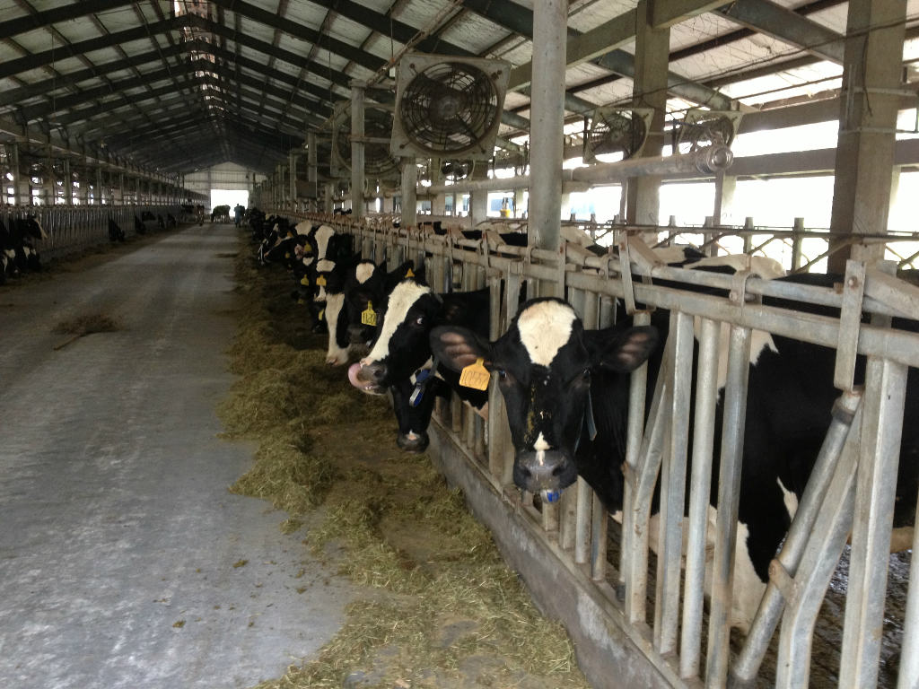 2、奶牛采食量是多少