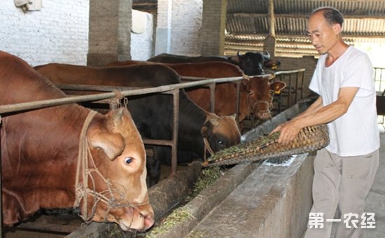 3、一公斤育肥牛西門塔爾日飼料成本是多少