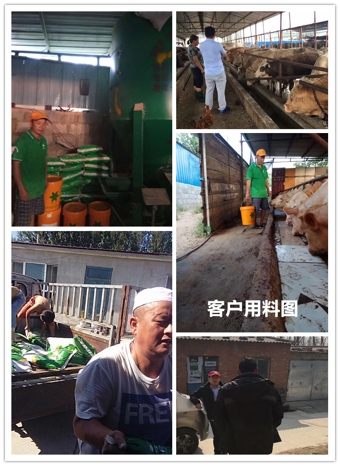  1、 大約公斤牛的育肥方法？如何混合飼料。喂多少干草和喂多少精料。你用什么喂?jié)饪s物？ 