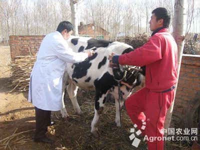 1、奶牛各階段飼料配方