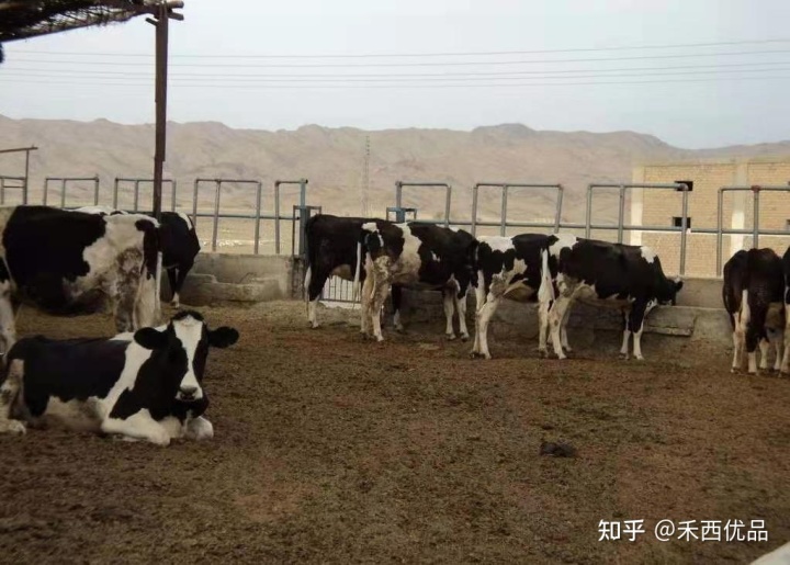 2、一頭奶牛吃多少精飼料？ 