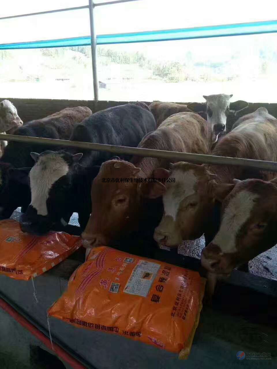 1、牛飼料：喂牛生長(zhǎng)最快的飼料