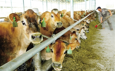 2、奶牛各階段飼料配方