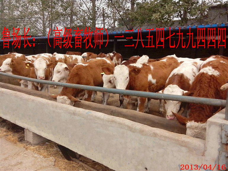 1、甲子子牛育肥計劃的設(shè)計
