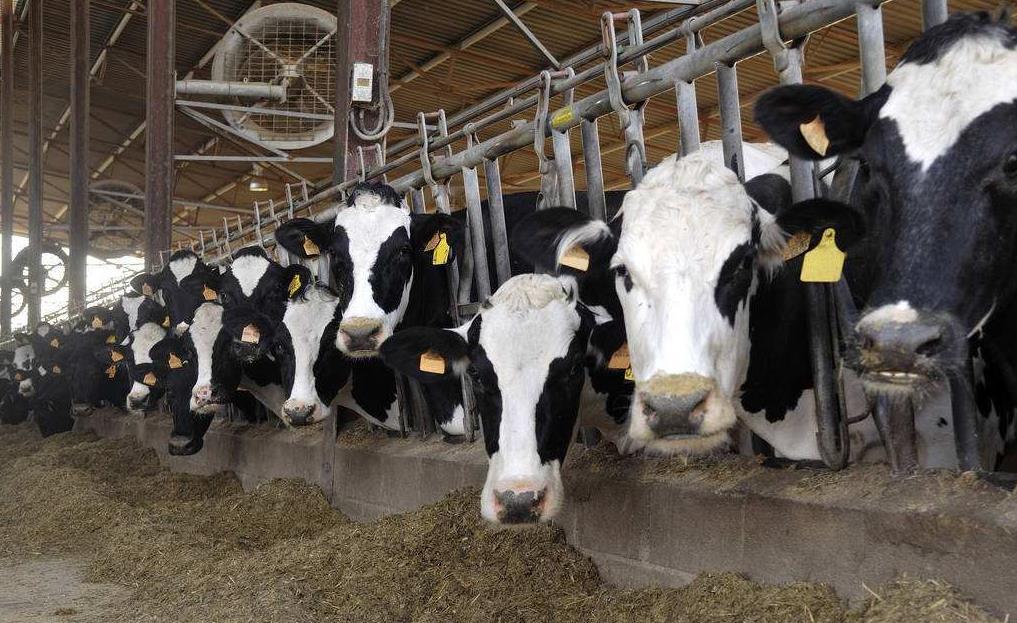 2、青貯飼料對(duì)奶牛的健康有哪些好處？ 