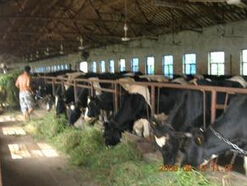 2、飼喂奶牛應該推薦哪種優(yōu)質(zhì)粗飼料