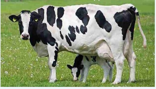 3、奶牛各階段飼料配方