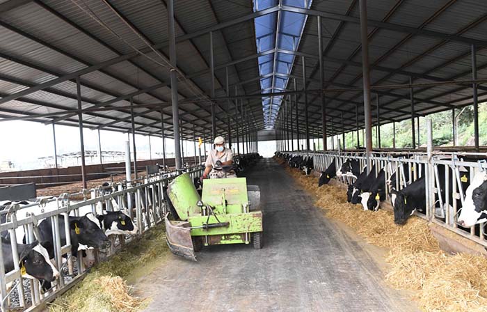 2、奶牛為什么不能喂飼料？