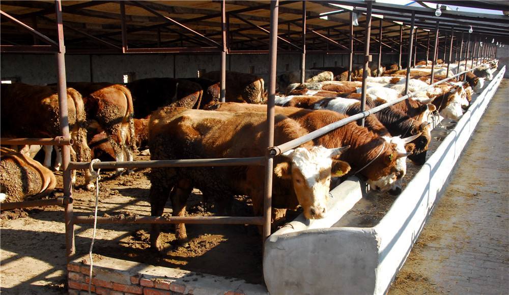 2、如何搭配肉牛飼料